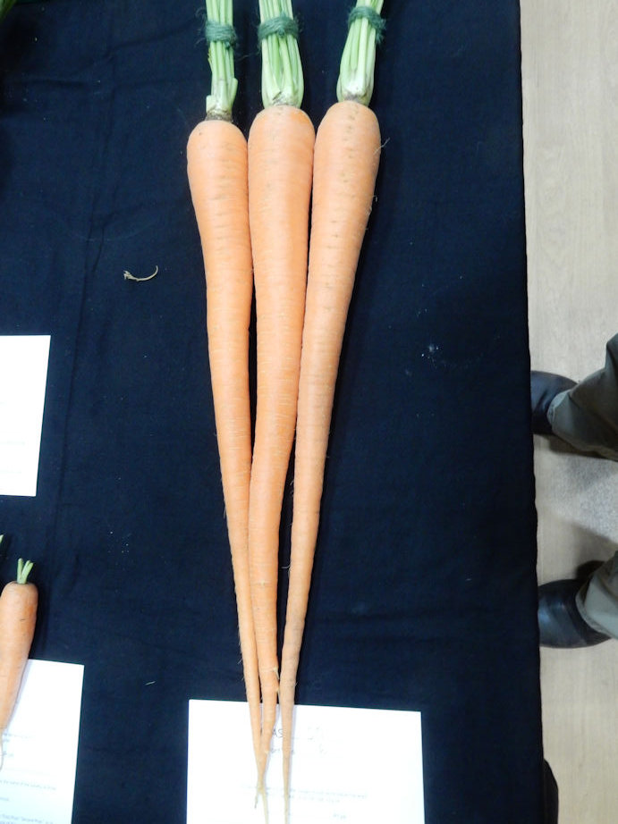 Carrots
